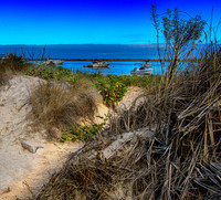 Beachgrass