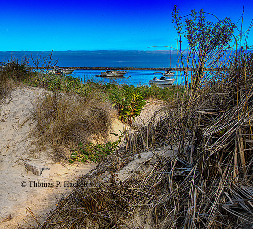Beachgrass