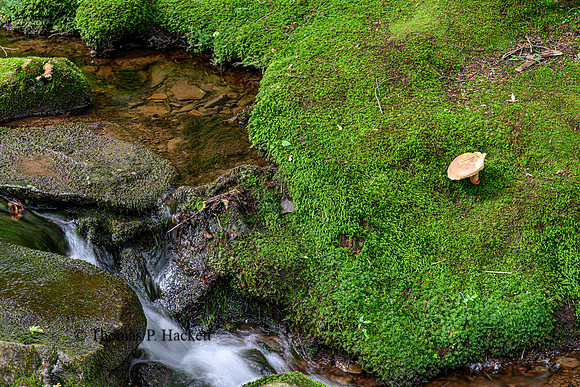 Mushroom 1