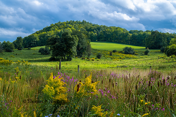 Pasture and wild flowers