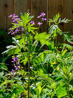 Route NY 22 Millerton wildflowers