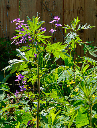 Route NY 22 Millerton wildflowers