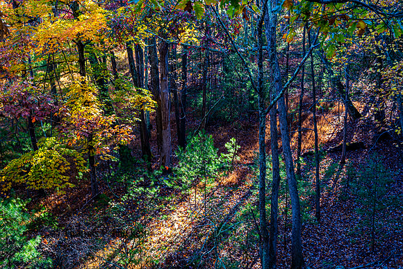 Streaks of autumn sunlight