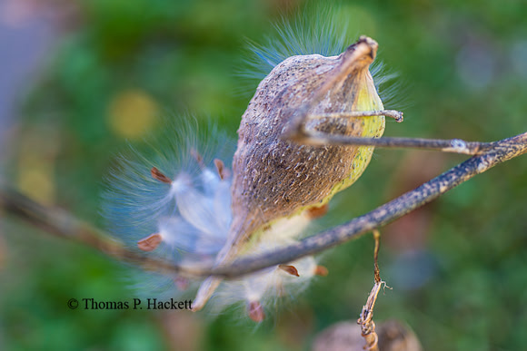 Milkweed