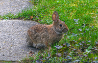 Our local bunny