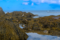 Heron among rocks and sea moss