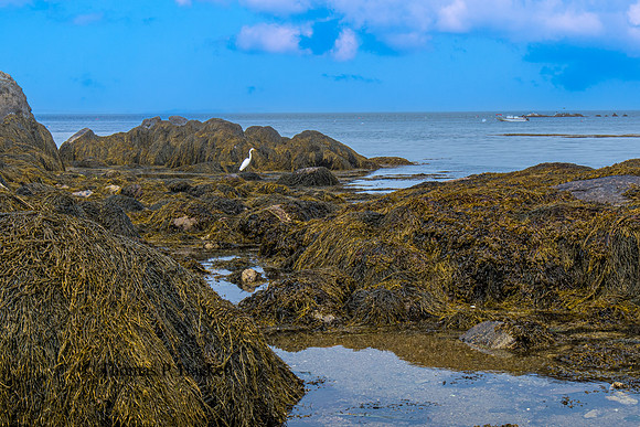 Heron among rocks and sea moss